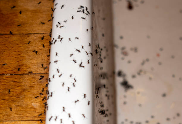 Best Pest Prevention Services  in Loyalhanna, PA